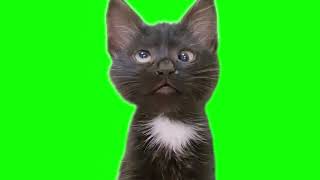 Green Screen Meowing Cat Meme