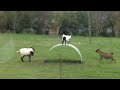 Chèvres en équilibre - goats balancing on a flexible steel ribbon
