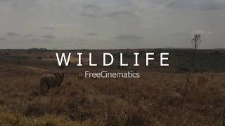 Wildlife Cinematics No Copyright Video - Free Video - FreeCinematics