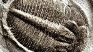 Gebeente in gesteente / Het Genesis conflict - Walter Veith (3/8)