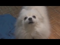 Dog Meme Compilation v2   Gabe the Dog   Forsen Cancer Music