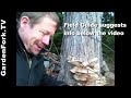 Oyster Mushroom Hunting, Foraging, Identification : GardenFork.TV