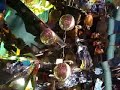 Emperor Moth launch party