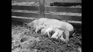 Farm, Propaganda Film, Second World War, USA, 1944