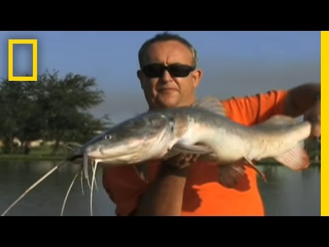 Giant Fish Helped by Fishing?