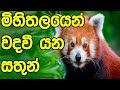 අපේම වරදින් ලොවෙන් වදවී යන සතුන් - Lokayen Wadavi Yana Sathun Sinhala Video