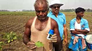 Farmers testimonials on Bringal focused Arpit on whitefly & others pest