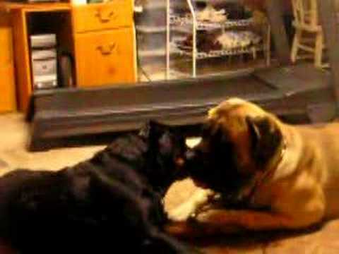rottweiler vs bullmastiff mastiff rottweiler out rottweiler vs bullmastiff mastiff rottweiler out