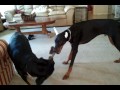 Rottweiler Vs Doberman images Rottweiler Vs Doberman