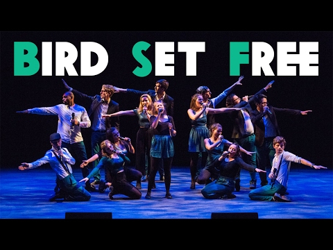Bird Set Free - Northern Lights at the Gala