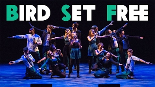 Bird Set Free - Northern Lights at the Gala
