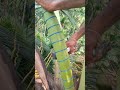Toddy tapping methods in kerala palakkad നാടൻ കള്ള് ചെത്ത്