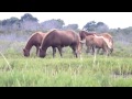 Wild Horses Mating