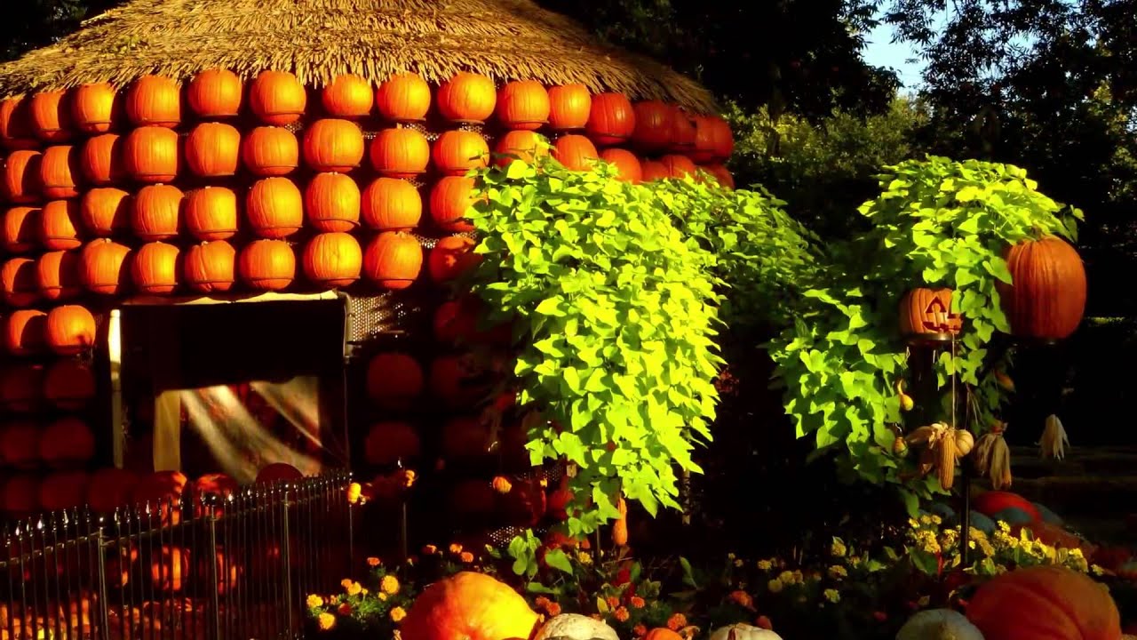 Carriage Pumpkin Patch