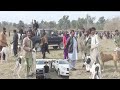 Dog Soor New Shikar 2023 Malik Mustafa khar World Boar Doag HD Video