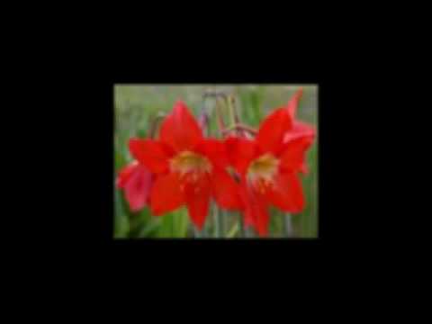 Pandit Bhimsen Joshi - Abhanga - Ramache Bhajan