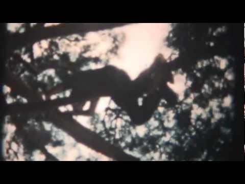 Starlight, Starlight Video