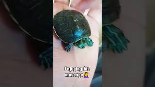 My Cute Turtle Turtle Head