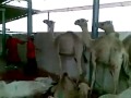 Camel halal cutting
