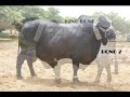 Shah Cattle Farm Surmawala Cattle Farm 2012 images Shah Cattle Farm Surmawala Cattle Farm 2012