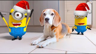 Funny Dogs Vs Minion In Real Life Animation Compilation Must See