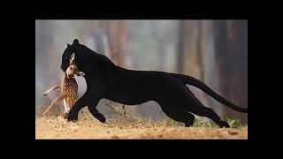 Ein Furchtloser Waldgeist Was Der Schwarze Panther Alles Kann.