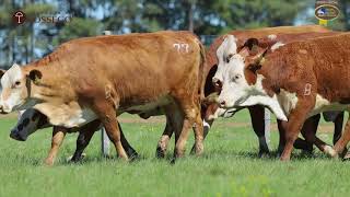 LOTE 77 | Remate Braford Estância do Sossego 2021