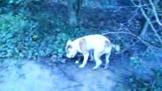 Staffie And Big Stick