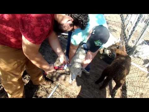 Ear Tagging
