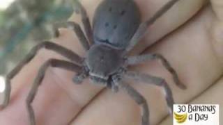 паук ловля как сделать паук ловля как сделать
