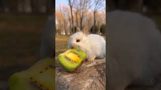 Kivi Yiyen Yavru Tavşan