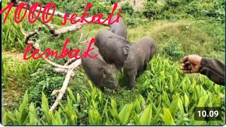 Berburu Babi Hutan Pcp 1000 Psi Sekali Keluar Jarak Jauh 70 Meter Tembus Kuping Nya.