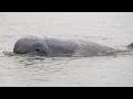 Irrawaddy dolphin is close to extinction