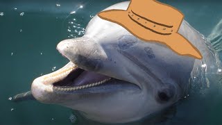 Animal Facts: Dolphin