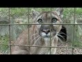Big Cat Rescue's March Birthdays