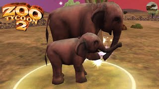 Asian Elephant Breeding Zoo Ty 2