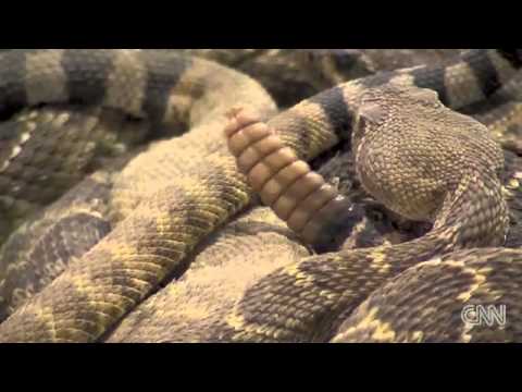 !!WORLD'S LARGEST RATTLESNAKE ROUNDUP!!