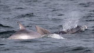 Adopt a dolphin update August 2019