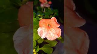 Glitter Shiny Flowers