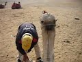 Camel In Egpyt images Camel In Egpyt