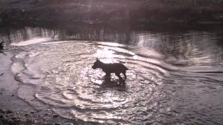 Cane Corso Vs Terijer, Malo Kupanja