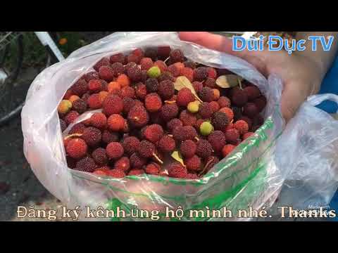 Thu hoạch quả Thanh Mai (chia sẻ cuộc sống)