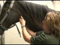 Bay's  Anatomy - Deep Breath -- USTA harness racing Hoof  Beats