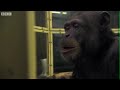 Smart Chimp