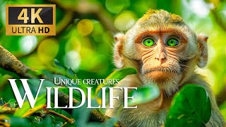 Unique Creatures Wildlife 4K 🐵 Discovery Relaxation Film With Smooth Relax Music & Nature Video