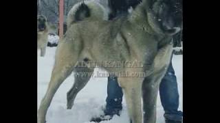 Sivas Kangal Köpek Çiftliği-Damızlık Kangallar.