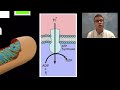 ATP: Adenosine Triphosphate ATP: Adenosine Triphosphate