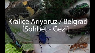 Kraliçe Karınca Ararken - Belgrad Ormanı ( Yılan avlanma içerir )