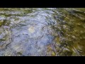 At Gold first water hunt.mp4