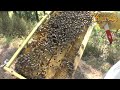 ΜΑΘΗΜΑΤΑ ΜΕΛΙΣΣΟΚΟΜΙΑΣ ΣΤΗΝ ΕΥΒΟΙΑ ΑΠΟ ΤΟΝ Ν. ΠΑΛΑΙΟΚΩΣΤΑ